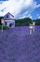 廠家直銷超真數碼主題背景——熏衣草系列攝影背景